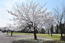 平成29年立山町総合公園の桜
