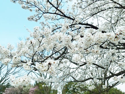 令和7年立山町総合公園の桜