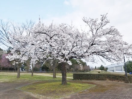 令和7年立山町総合公園の桜