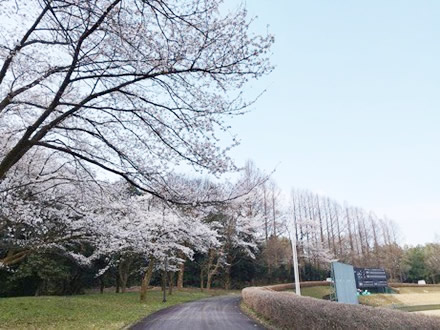 令和7年立山町総合公園の桜