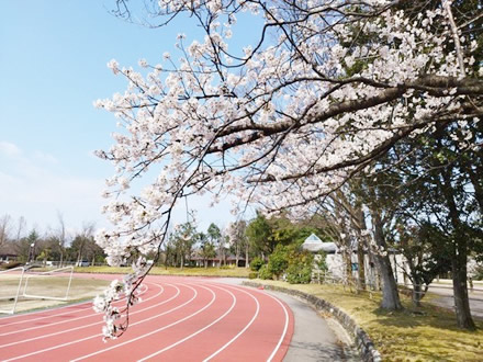 令和7年立山町総合公園の桜