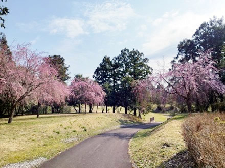 令和7年立山町総合公園の桜