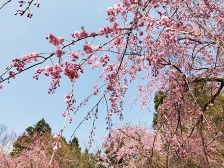 令和7年立山町総合公園の桜