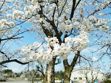 令和7年立山町総合公園の桜