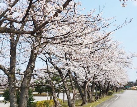 令和7年立山町総合公園の桜